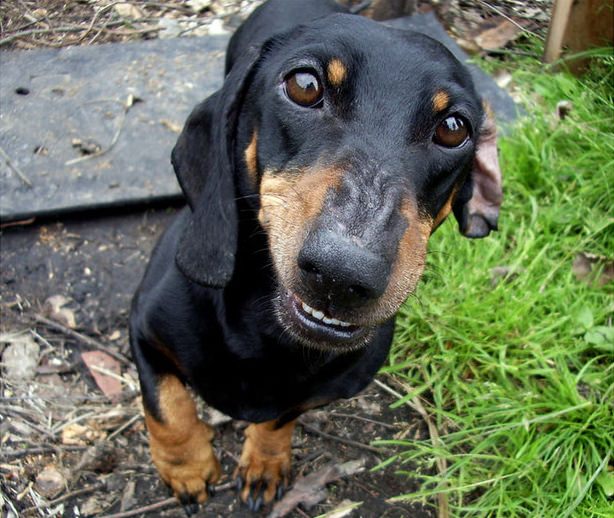 7 Cool Facts About Dachshunds