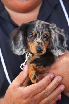 15 Signs You’re A Crazy Dachshund Person… and Damn Proud To Be!