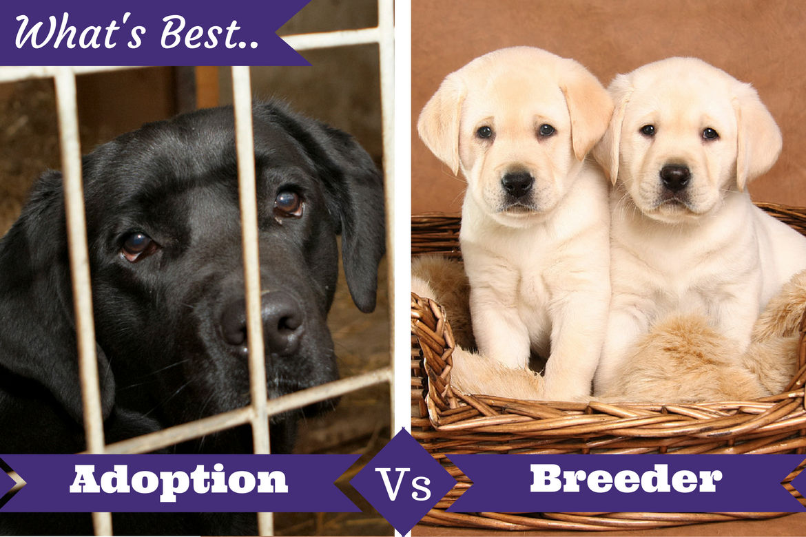 The Big Debate – Rescue v Breeders