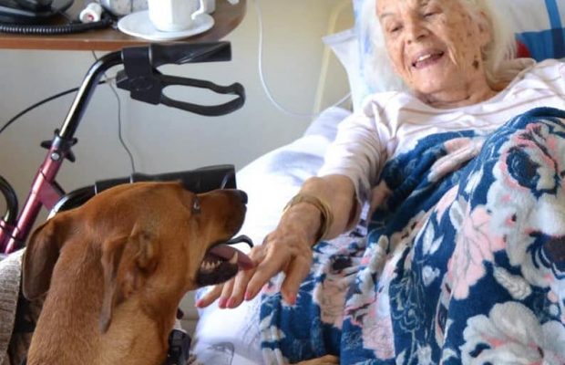 Therapy dogs boost morale in Elderly homes across Johannesburg