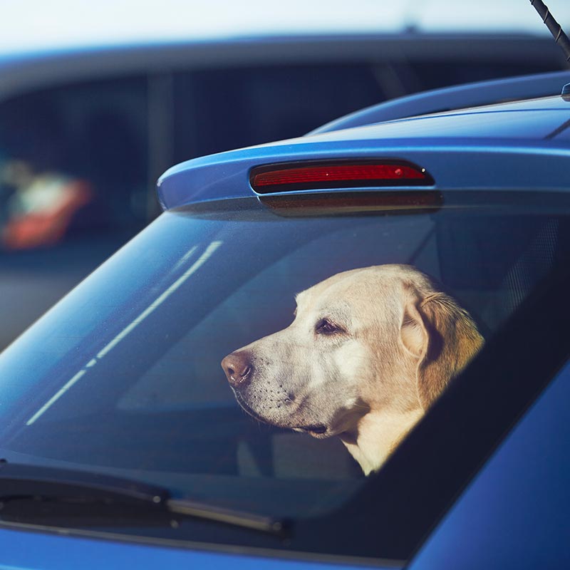 Friends don’t leave friends waiting in hot cars