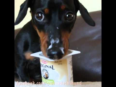 Can Dogs Have Yoghurt?