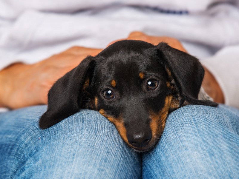 Are Dachshunds loyal to one person?