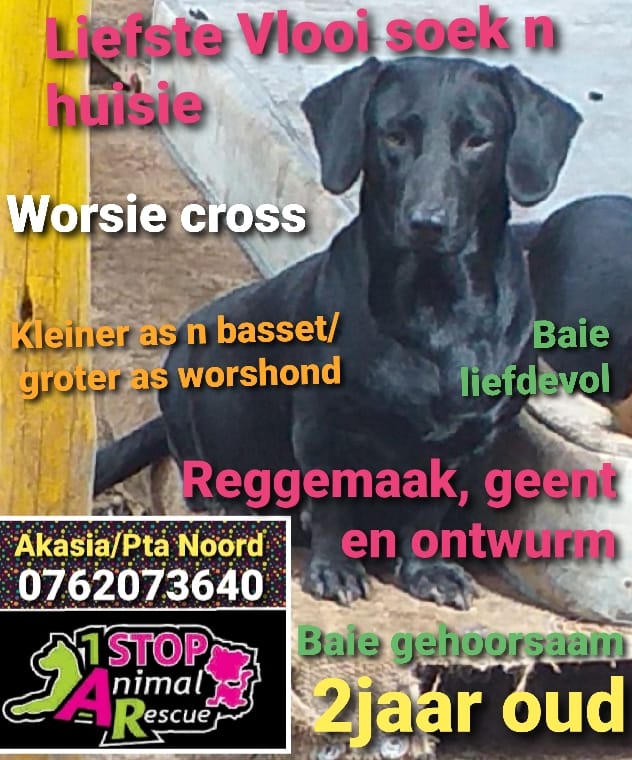 Pretoria - Dachshunds in need in South Africa