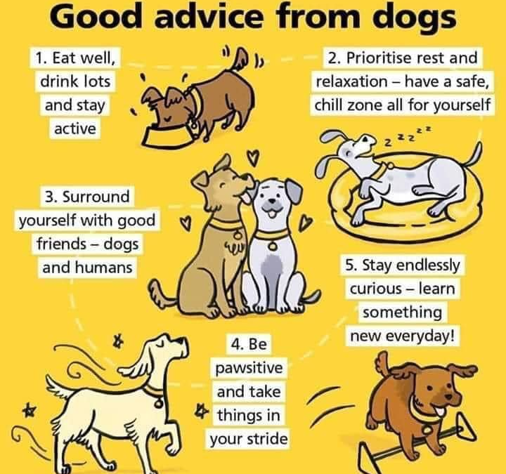 Lessons to learn from your dog