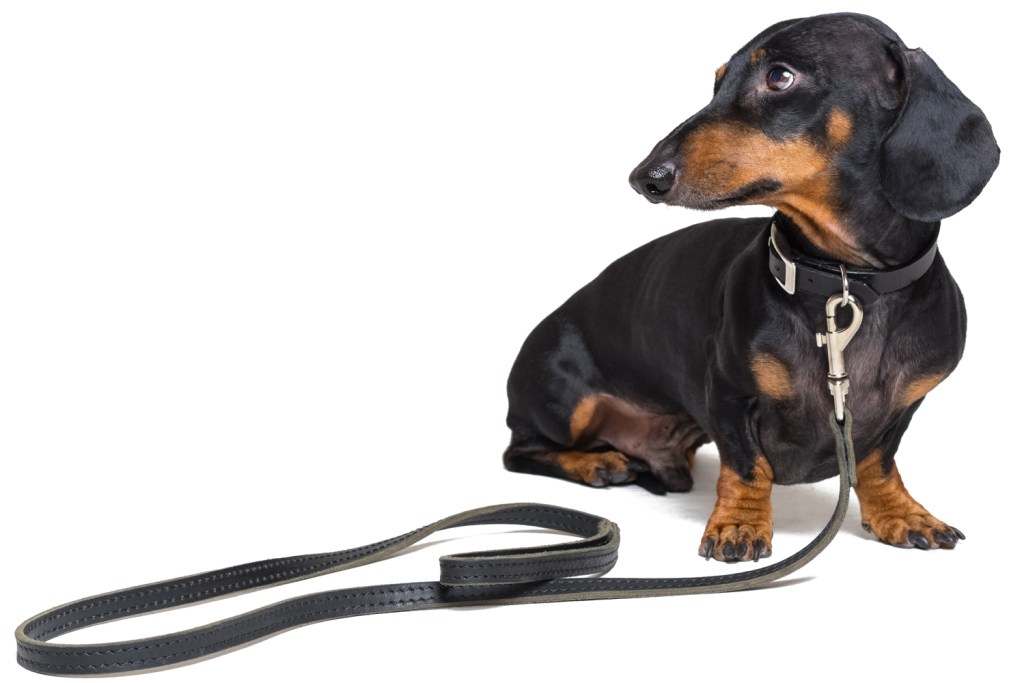 Take The Lead, Safely! Leash Walking Skills Every Human Needs to Know