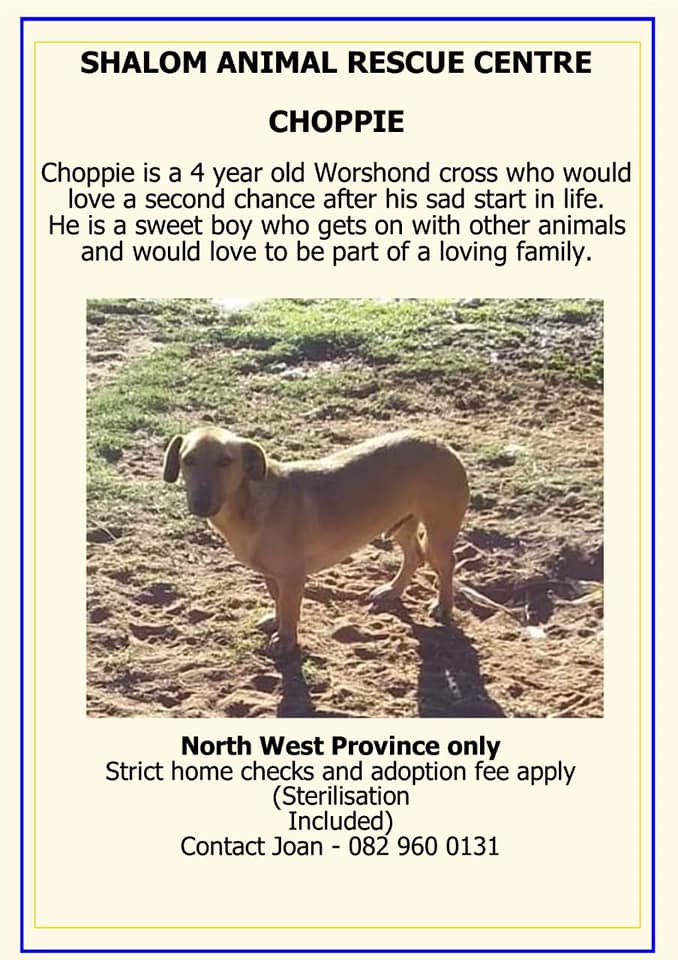 old dog rescue north west