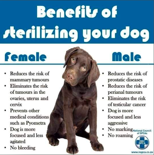 The benefits of sterilising your dog!