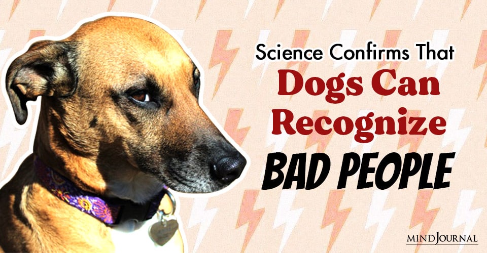 Science Confirms That Dogs Can Recognise Bad People