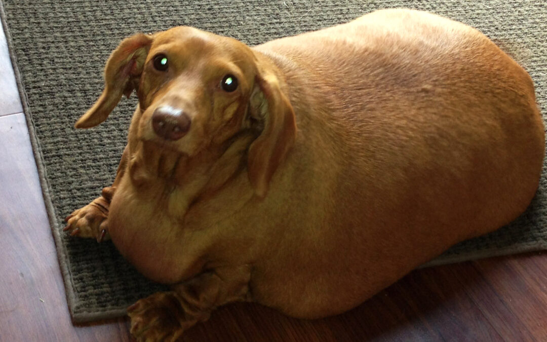 Five Ways Being Overweight Can Harm Your Dog’s Health