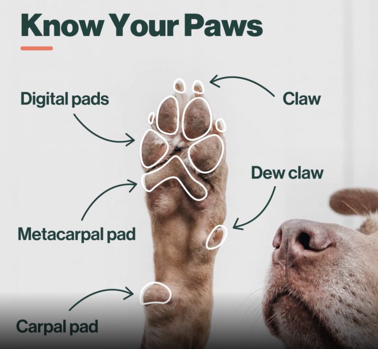 do all dogs have a dew claw