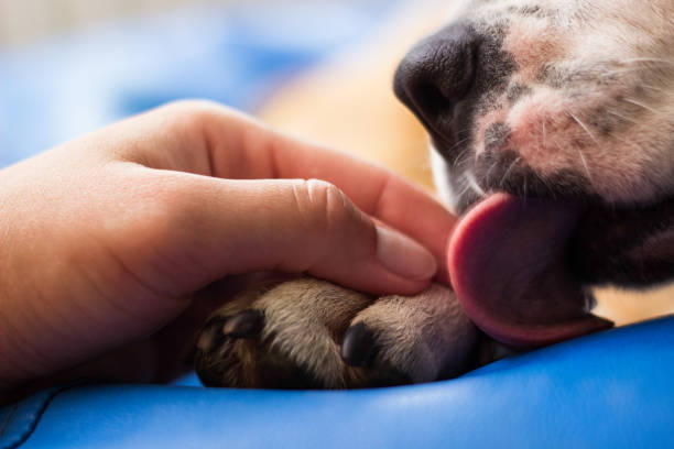 Paw Licking – May be more than just grooming