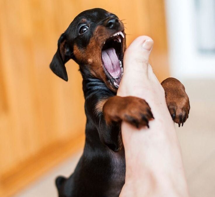 How to teach your dog to stop biting