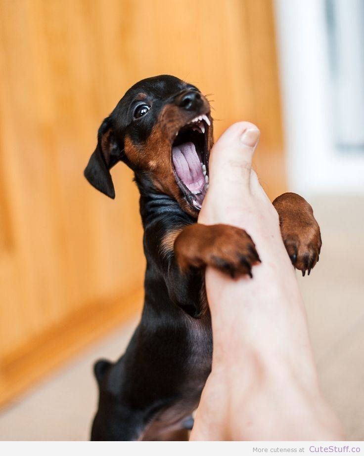 How to teach your dog to stop biting Dachshunds in need