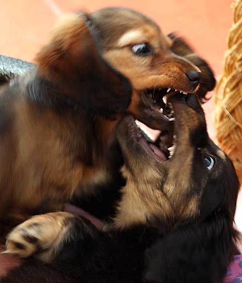 DOG FIGHTS AT HOME