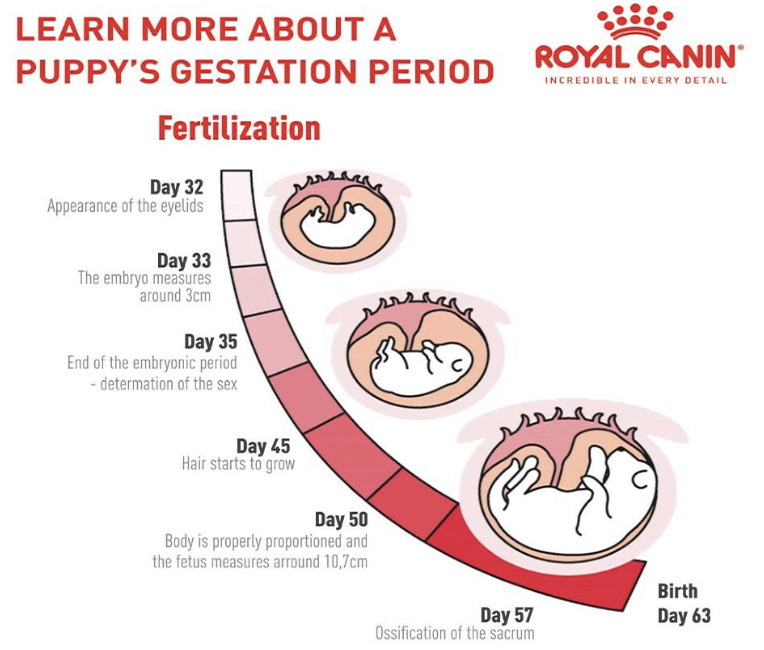 Do you know a puppy’s gestation period?