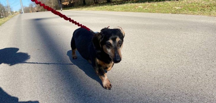How Much Exercise Does A Dachshund Need And Why?