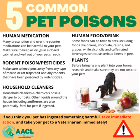 5 Common Pet Poisons - Dachshunds in need in South Africa