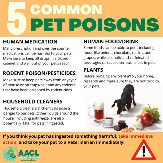 5 Common Pet Poisons