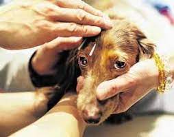 Canine  Distemper Can Be Deadly