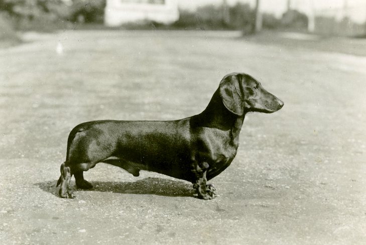 Dachshund History: The Badger Dog’s Fascinating Past