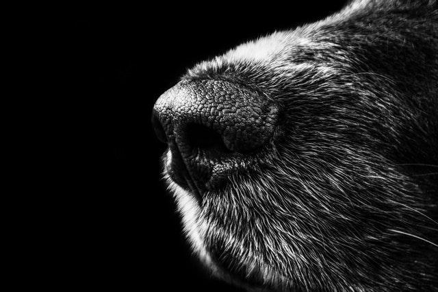 How Powerful Is a Dog’s Nose?