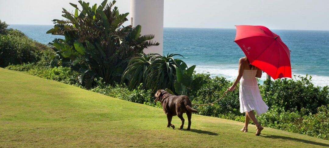 Top 10 Pet-friendly Activities near Durban and Surrounds