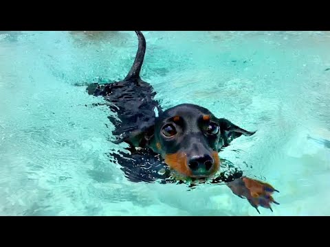 Teaching a Pup (or Dog) to Swim
